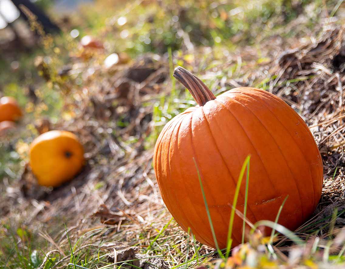 Pumpkins at Twinlow